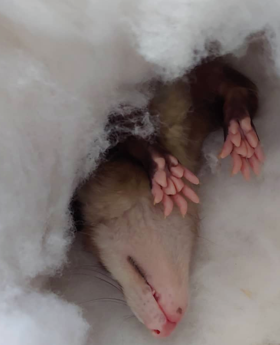 Podrick the Possum, local Instagram star